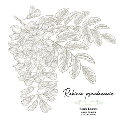 White acacia flowers hand drawn. Robinia pseudoacacia, black locust flowers. Vector illustration botanical.