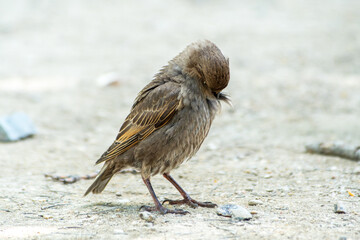 Jeune étourneau sansonnet (Sturnus vulgaris) observé au sol à Paris, portrait animalier naturaliste