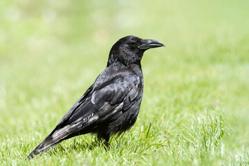 Corneille noire (Corvus corone) marchant dans l’herbe au Jardin des Tuileries, en plein cœur de Paris