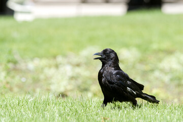 Corneille noire (Corvus corone) marchant dans l’herbe au Jardin des Tuileries, en plein cœur de Paris