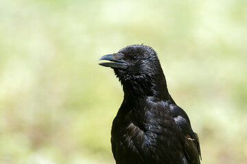 Corneille noire (Corvus corone) marchant dans l’herbe au Jardin des Tuileries, en plein cœur de Paris