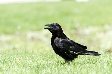 Corneille noire (Corvus corone) marchant dans l’herbe au Jardin des Tuileries, en plein cœur de Paris
