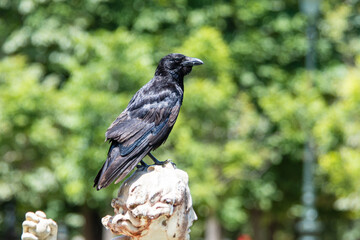Corneille noire (Corvus corone) perchée sur la tête d’une statue au Jardin du Luxembourg à Paris, scène insolite en pleine ville