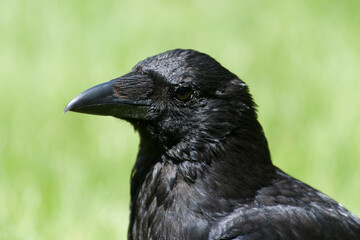 Corneille noire (Corvus corone) dans le Jardin du Luxembourg &agrave; Paris, exemple d&rsquo;animaux en ville