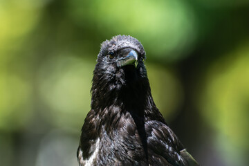 Corneille noire (Corvus corone) dans le Jardin du Luxembourg à Paris, exemple d’animaux en ville