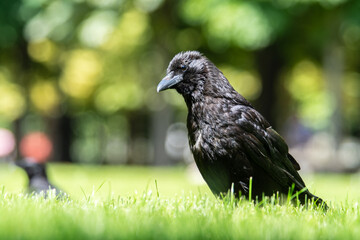 Corneille noire (Corvus corone) dans le Jardin du Luxembourg à Paris, exemple d’animaux en ville