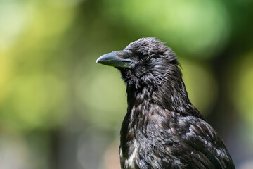 Corneille noire (Corvus corone) dans le Jardin du Luxembourg à Paris, exemple d’animaux en ville