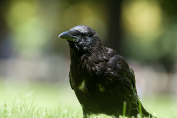 Corneille noire (Corvus corone) dans le Jardin du Luxembourg à Paris, exemple d’animaux en ville