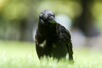 Corneille noire (Corvus corone) dans le Jardin du Luxembourg à Paris, exemple d’animaux en ville