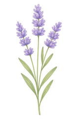 Naklejka premium Lavender Flower in Watercolor style on transparent background. Plant, floral