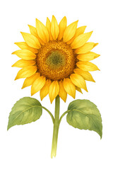 Obraz premium Sunflower Flower in Watercolor style on transparent background. Plant, floral