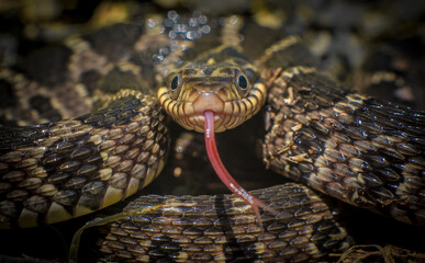 close up of a snake