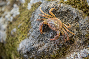Crab on a rock on the shore of a pond