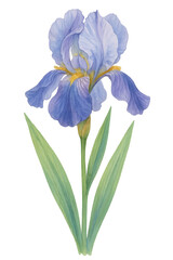 Iris Flower in Watercolor style on transparent background. Plant, floral