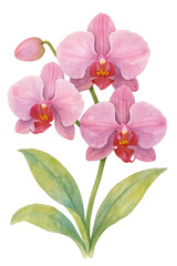 Orchid Flower in Watercolor style on transparent background. Plant, floral