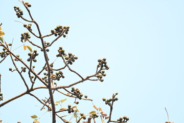 Bombax ceiba flowers buds. Its common names cotton tree, Malabar silk cotton tree, red silk cotton, red cotton tree, silk cotton tree and kapok.