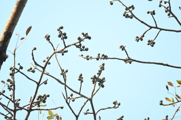 Bombax ceiba flowers buds. Its common names cotton tree, Malabar silk cotton tree, red silk cotton, red cotton tree, silk cotton tree and kapok.