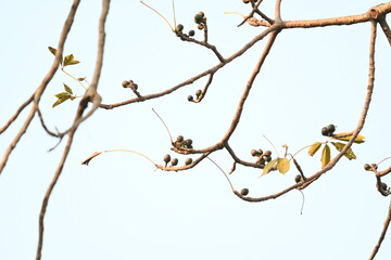 Bombax ceiba flowers buds. Its common names cotton tree, Malabar silk cotton tree, red silk cotton, red cotton tree, silk cotton tree and kapok.