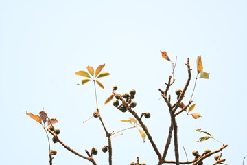 Bombax ceiba flowers buds. Its common names cotton tree, Malabar silk cotton tree, red silk cotton, red cotton tree, silk cotton tree and kapok.