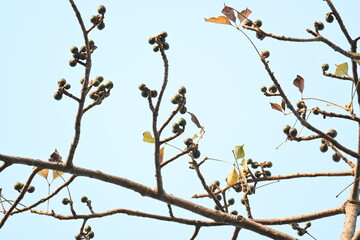 Bombax ceiba flowers buds. Its common names cotton tree, Malabar silk cotton tree, red silk cotton, red cotton tree, silk cotton tree and kapok.