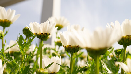 白い花も美しい