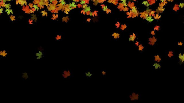 colorful autumn maple leaves falling alpha channel 4k animation, realistic leaf on transparent background, thanksgiving and Halloween social media motion design element	
