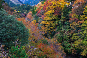 Vibrant autumn foliage (koyo) in a Japanese mountain valley forest, rural Japan.