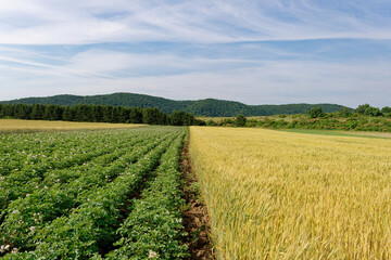 An aerial view showcasing golden wheat fields and potato crops under a bright blue sky.