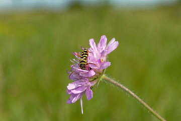 A colorful striped insect feasts on a vibrant purple flower in nature's embrace.