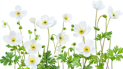 Watercolor botanical illustration of delicate white flowers with green leaves, showcasing nature beauty and elegance