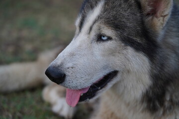 Close-Up of Elderly Siberian Husky with Blue Heterochromia Eyes and Skin Condition ,Close-Up Portrait of a Sick Senior Husky with Bald Patches and Blue Eyes.