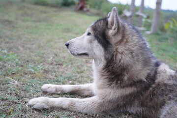 Close-Up of Elderly Siberian Husky with Blue Heterochromia Eyes and Skin Condition ,Close-Up Portrait of a Sick Senior Husky with Bald Patches and Blue Eyes.