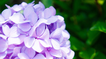 きれいな紫アジサイ