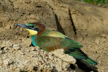 A beautiful European bee-eater is seen resting on a sandy bank, showing off its vibrant colors.