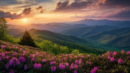 Fototapeta premium The Great Craggy Mountains along the Blue Ridge Parkway in North Carolina, USA with Catawba Rhododendron during a spring season sunset.
