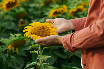 Close-up of agronomist's hands inspecting sunflower flower in full bloom on a field. Concept of plant health, crop quality, and sustainable agriculture.