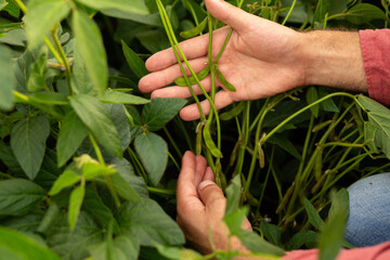 Close-up of farmer's hands gently holding soybean pods in a green soybean field, representing crop inspection, plant health, and sustainable farming practices