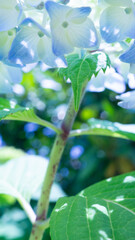 木漏れ日のアジサイ