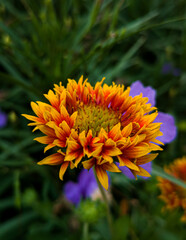 bee on yellow flower