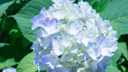 透き通る青いアジサイ