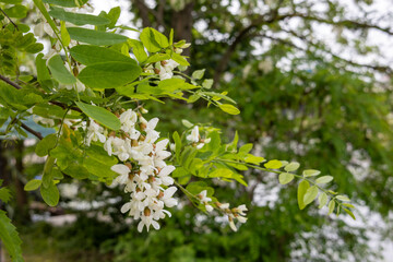 Branch of blooming black locust tree with white flowers and green leaves in spring garden