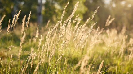 Fototapeta premium Golden hour light over a sunlit meadow with tall waving grass in motion