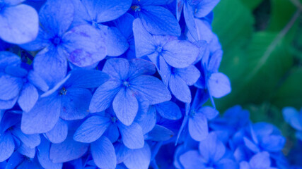 アジサイアジサイ