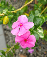 A vibrant close-up of two bright pink periwinkle flowers blooming in a lush garden setting.