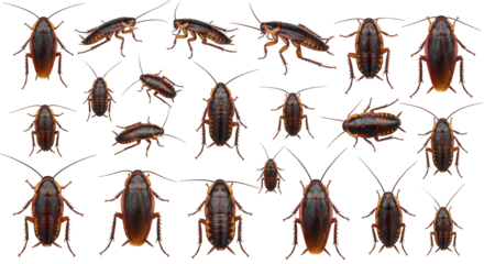 An image of cockroaches on white background pest control.. The scene includes pest, pest control, domestic, macro, cockroach, Blattaria, pest