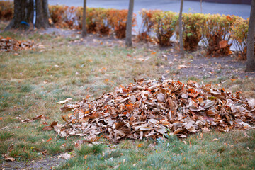 Large pile of dry yellow autumn leaves on a green park lawn, symbolizing September leaf fall and seasonal cleanup