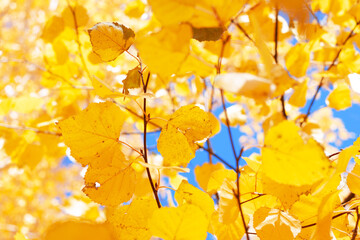 Selective Focus. Birch branches with bright yellow leaves against a sunny sky. Autumn background. Concept Autumn, September, October, Weather