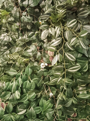Lush wall of variegated climbing plants with striped green and white leaves creating a natural textured background.