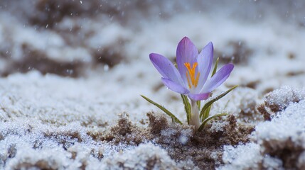 A delicate purple crocus flower blooms through the snow on a cold, wintry day, symbolizing early spring and resilience.