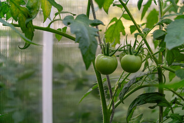 Green tomatoes growing on vine in greenhouse, surrounded by lush foliage, showcasing the beauty of nature and the process of cultivation in a vibrant environment